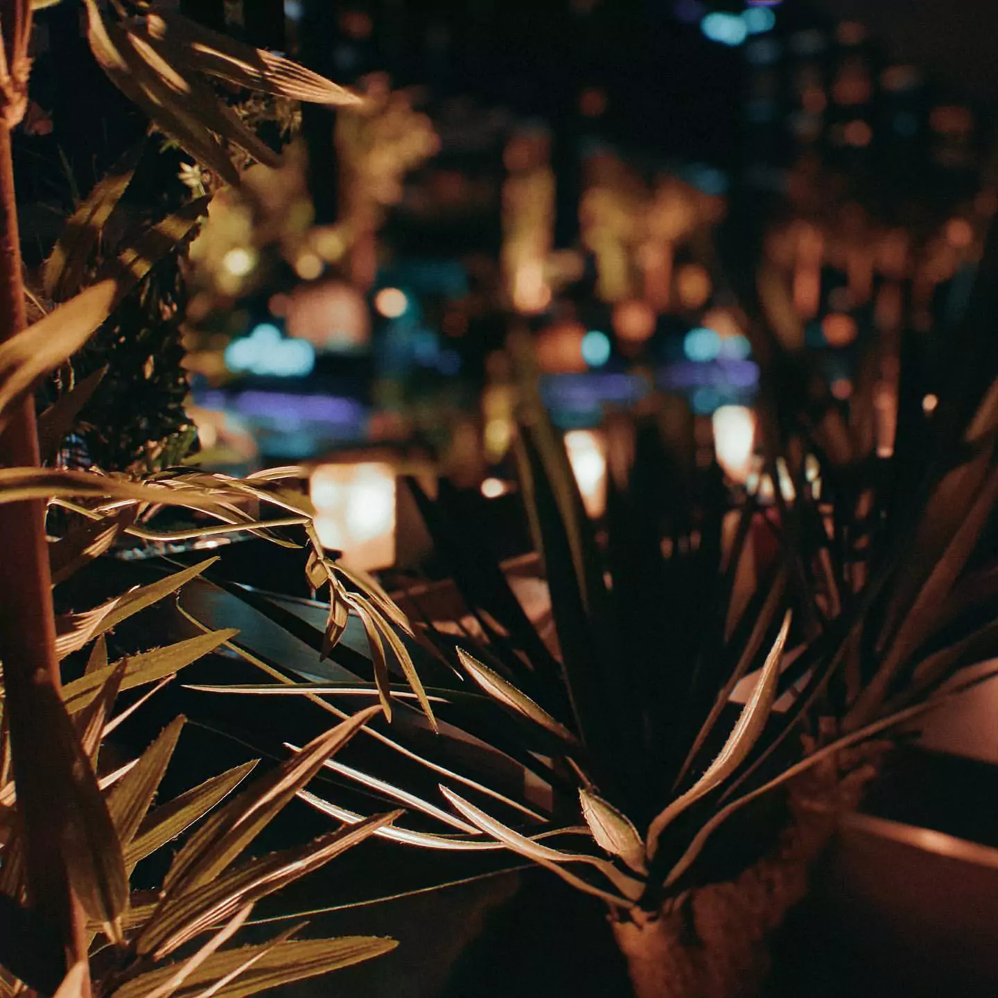 Nahaufnahme von Pflanzen in der stimmungsvollen Beleuchtung einer Shisha Bar in Barmbek, Hamburg, mit unscharfem Hintergrund, der die gemütliche Atmosphäre widerspiegelt.