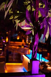 Shisha-Bar in der Nähe vom Hapag-Lloyd AG - premium hamburg - shishabar in hamburg