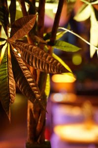best hookah lounge hamburg - shisha bar hamburg - premium hamburg
